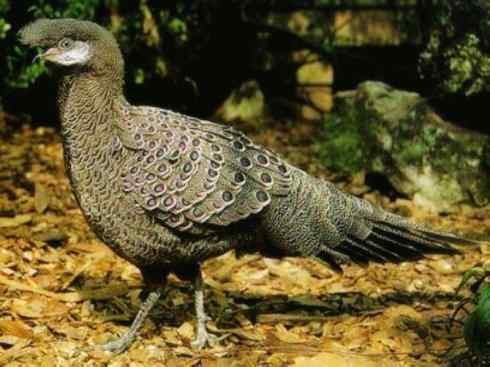 凤凰：传说中的鸟原型探秘（孔雀雉）