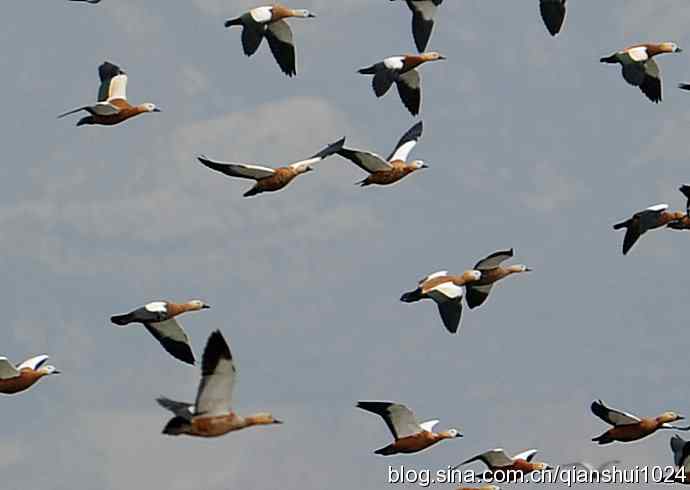 空中盘旋.赤麻鸭白天鹅(官厅水库)