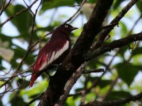 极品红色鸟类：深红紫伞鸟