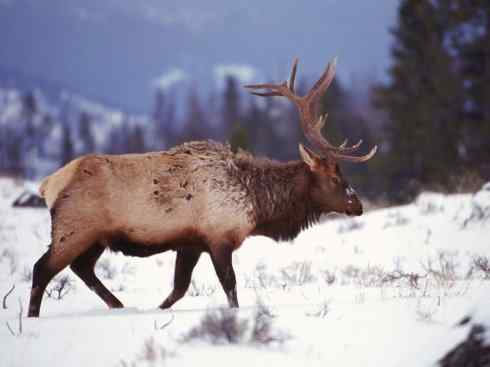 麒麟：传说的兽原型探秘（麋鹿）