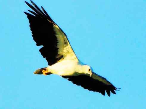 白头鸟系列：另类的美丽（白头海雕）