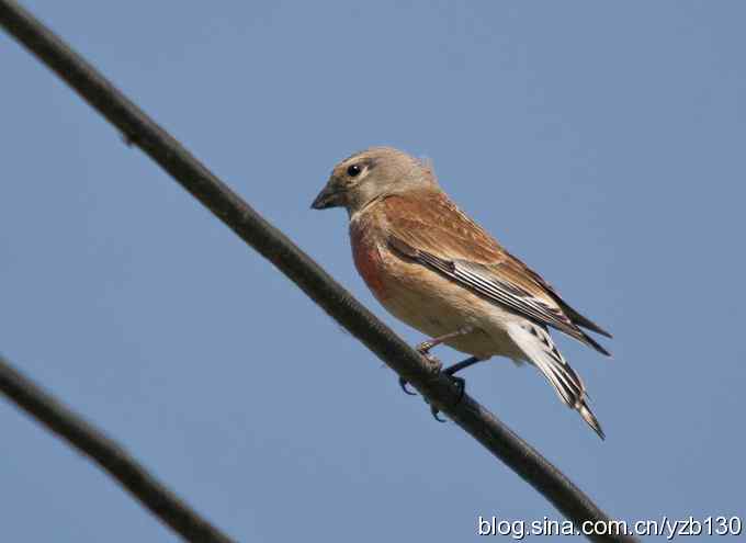 内地很难见的赤胸朱顶雀（组图，7张图片）