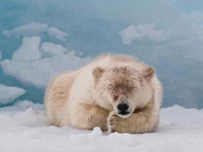 犬科:犬亚科犬属之郊狼、红狼 犬科:犬亚科犬属之郊狼、红狼