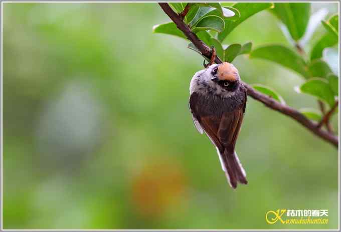 夏天的几只鸟【照片】