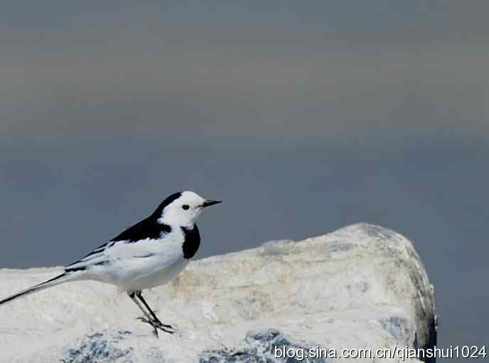清清爽爽白鹡鸰(十渡)