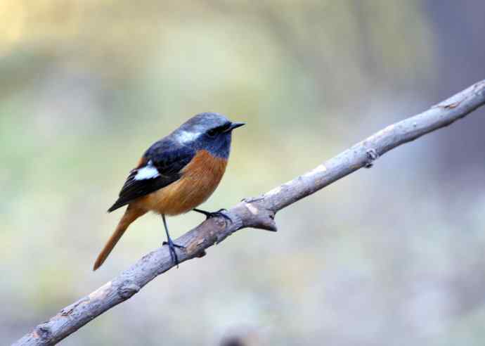 雄性北红尾鸲（10）