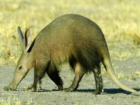 动物世界：山寨还是原创之五