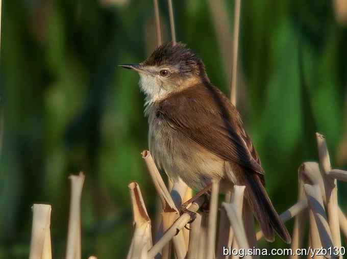 都是大苇莺吗?(组图,3张图片)