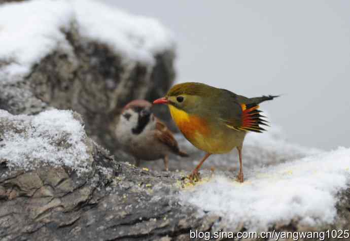 雪中相思鸟 wbr2