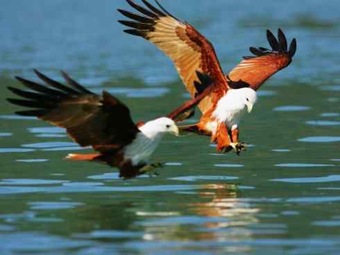 白头鸟系列:另类的美丽12 白头鸟系列:另类的美丽12