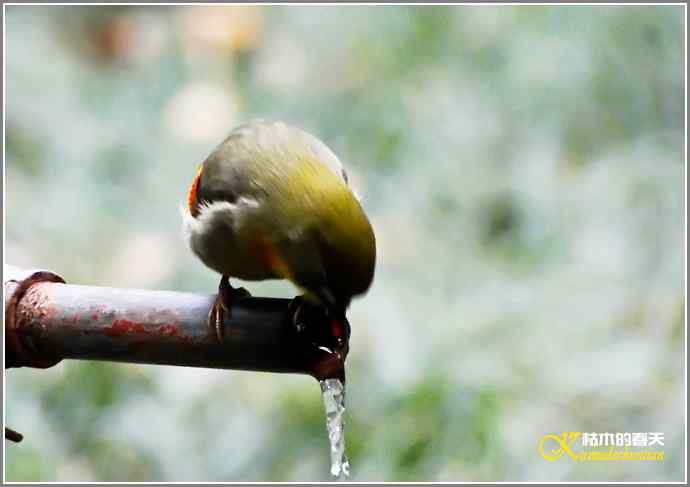 相思【照片】 相思【照片】