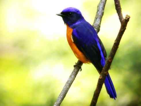 美丽无罪：雀鸟之仙鹟