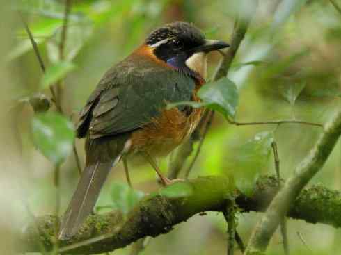 绝色攀禽：佛法僧目之地鴗