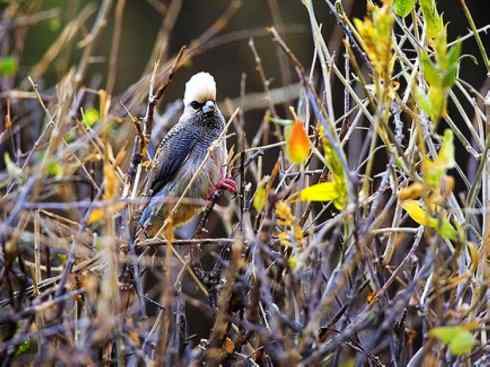 白头鸟系列：另类的美丽6
