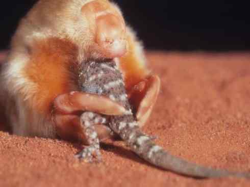 动物世界：山寨还是原创之十二（袋鼹、金鼹）