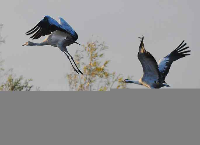 官厅水库&nbsp;wbr路&nbsp;wbr灰鹤