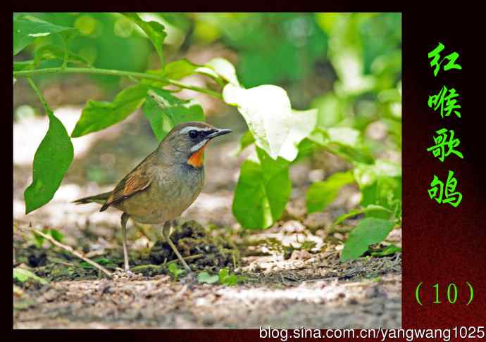 北京天坛公园的鸟类——红喉歌鸲（10）