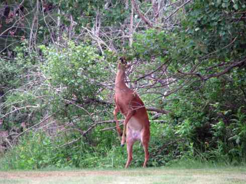 白尾红鹿 白尾红鹿