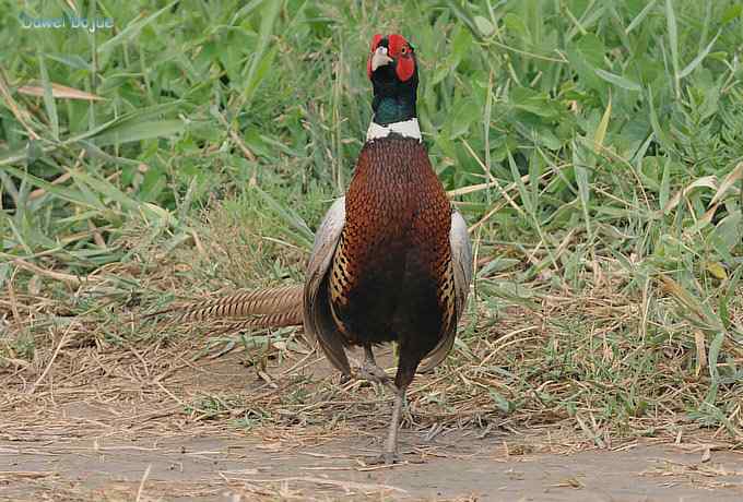 雄风大雉争欢斗勇