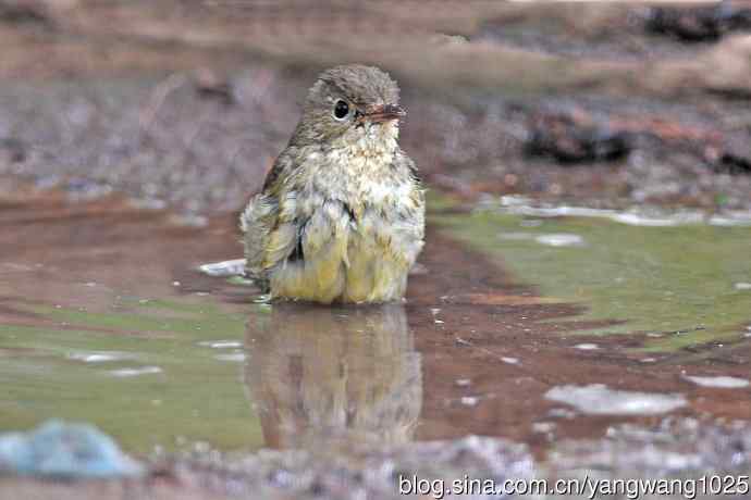 雌性白眉姬鹟(18) 雌性白眉姬鹟(18)