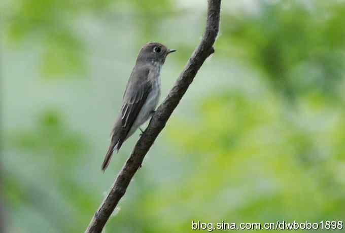 鸣音悦耳滴艳鸟--白眉姬鹟