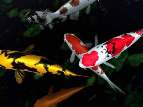 龙:传说的兽原型探秘(鲤鱼) 龙:传说的兽原型探秘(鲤鱼)