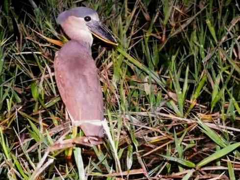 猎奇：奇特的鸟喙之一