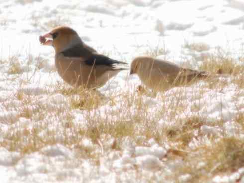 家禽驯化之源之二十二