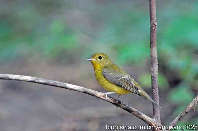雌性绿背姬鶲(19) 雌性绿背姬鶲(19)