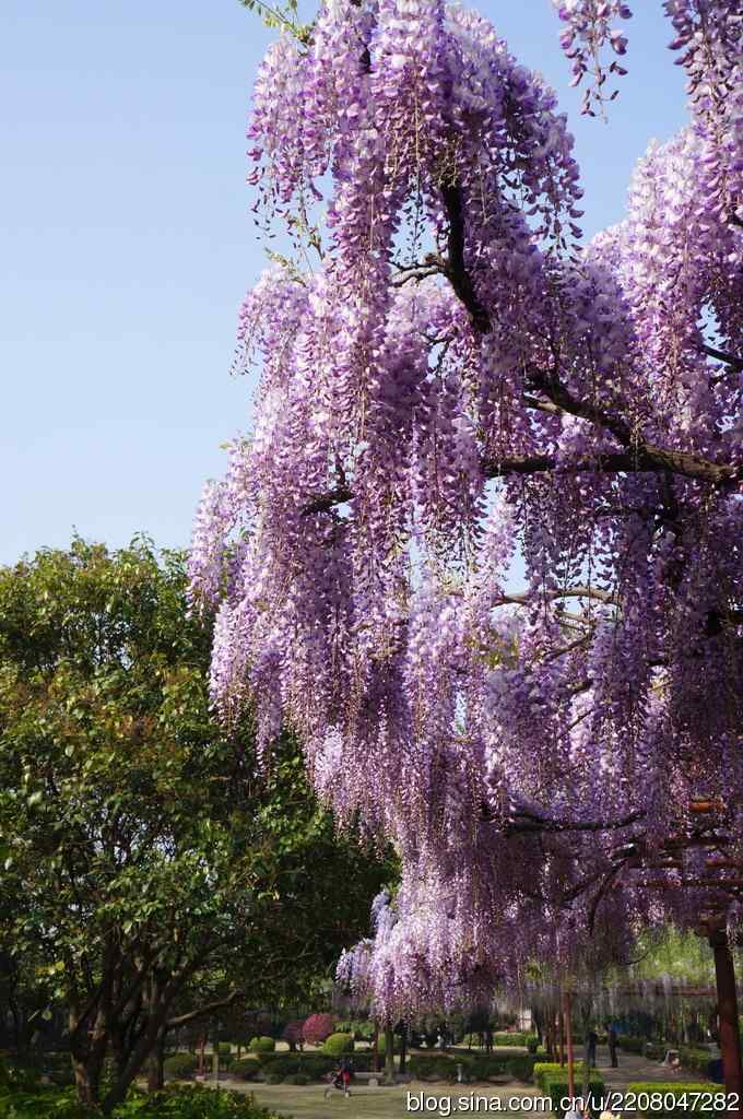 186.紫藤园