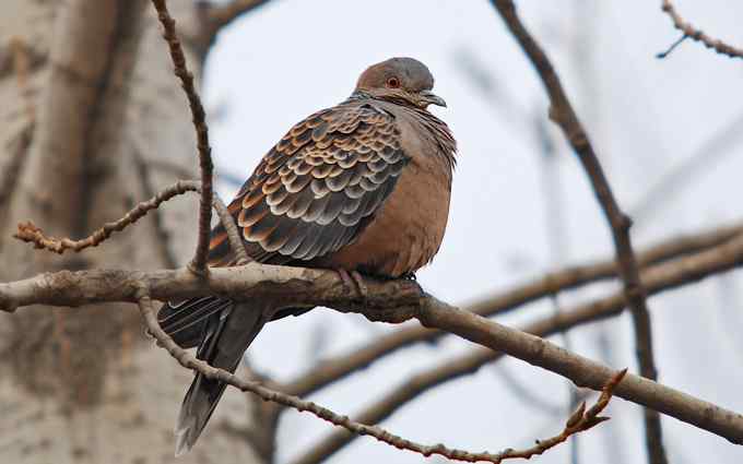 北京植物园赏鸟（二十），山斑鸠（组图）
