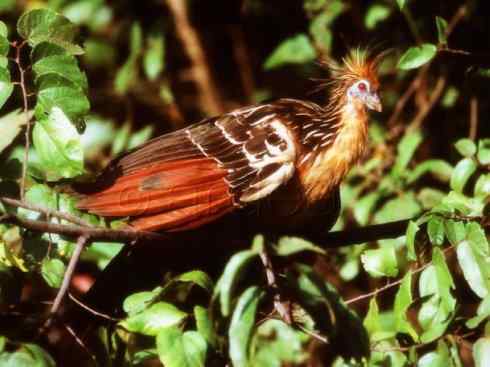 猎奇：十大奇异鸟类之三