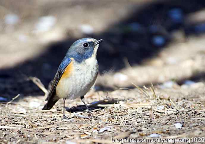 自然和谐的日坛公园（雄性红胁蓝尾鸲）