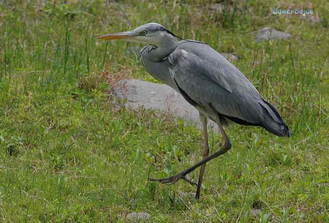 十渡的黑鹳和苍鹭