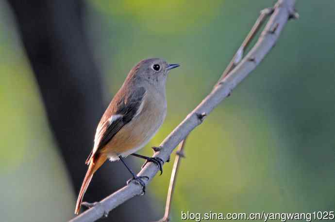 雌性北红尾鸲（秋季）