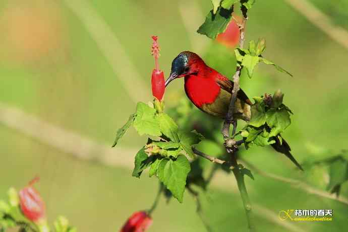 西双版纳拍鸟:黄腰太阳鸟 西双版纳拍鸟:黄腰太阳鸟