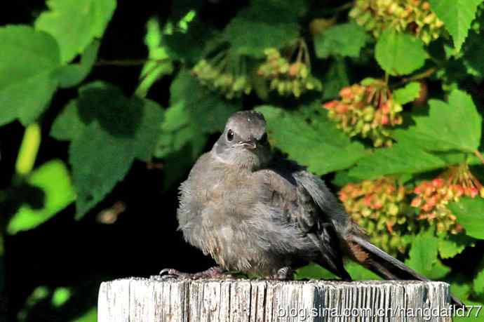 灰猫嘲鸫(3) 灰猫嘲鸫(3)