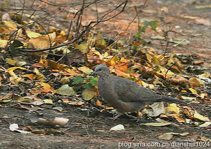 白头鹎的快乐生活(玉渊潭)