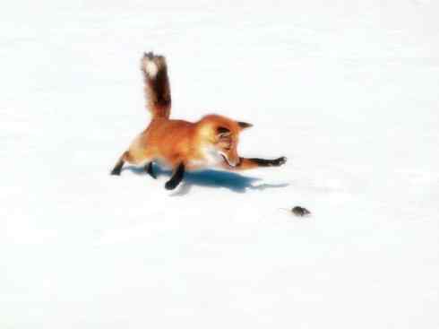 动物世界：山寨还是原创之十五