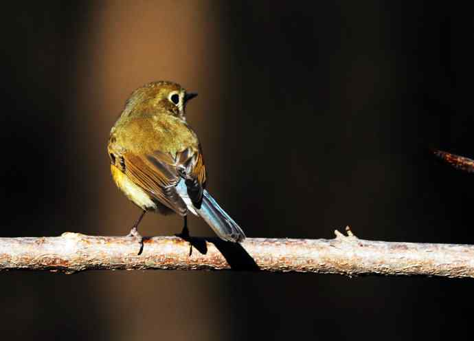 雌性红胁蓝尾鸲（19）