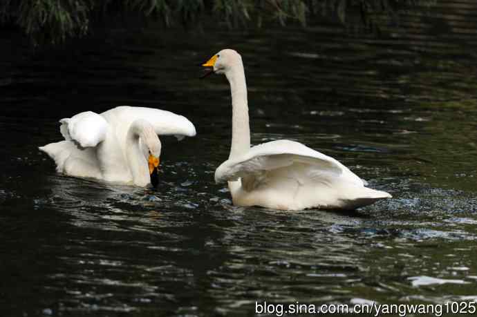 白天鹅之舞（5）