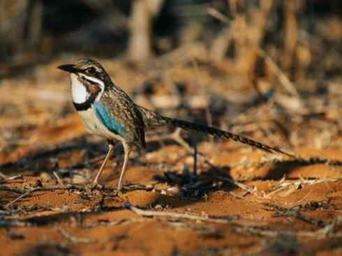 绝色攀禽：佛法僧目之地鴗