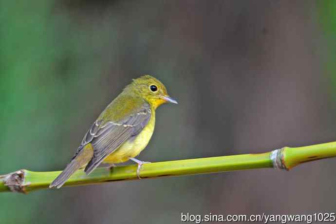 雌性绿背姬鶲（18）