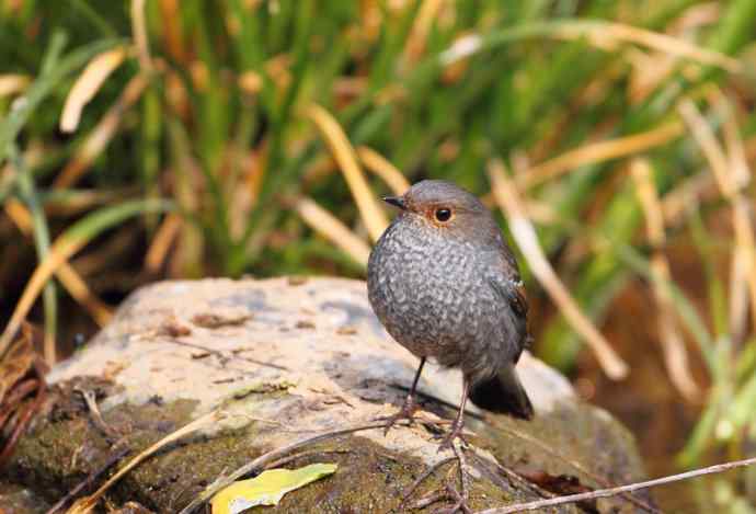 洋县两天观鸟，秦岭如此美妙！