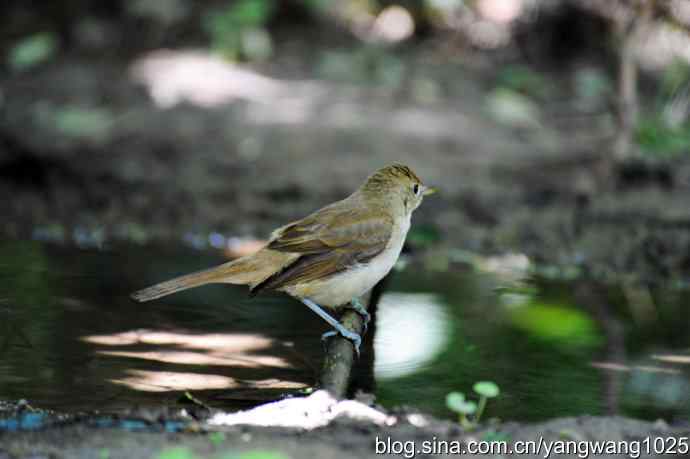 厚嘴苇莺（1）