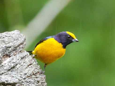 极品红色鸟类：猩红比蓝雀