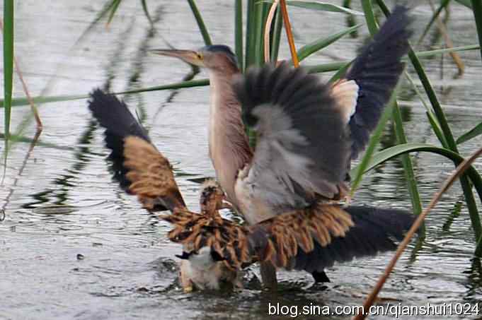 桑拿天打鸟 wbr真是乐使银(奥体公园)