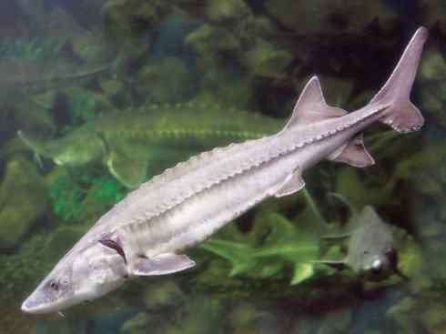 自然奇观：动物大迁徙(大马哈鱼)