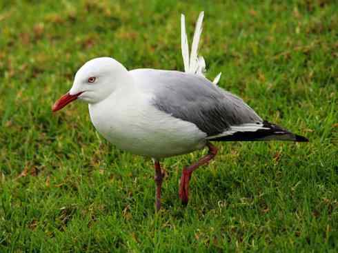 白头鸟系列：另类的美丽（黑背鸥）