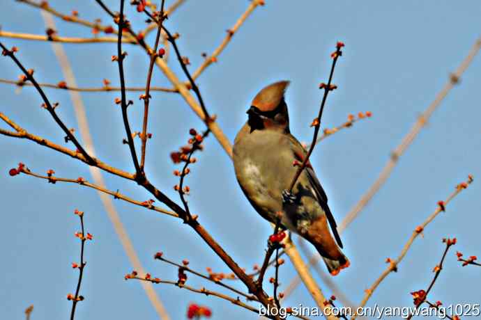 太平鸟（抓拍）1
